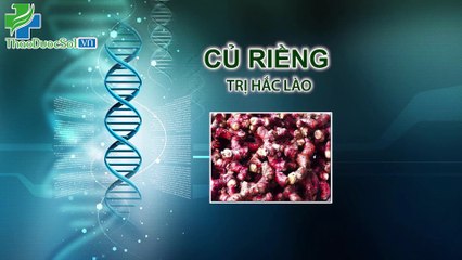 Chữa lác đồng tiền hắc lào bằng củ riềng ngay tịa nhà hiệu quả