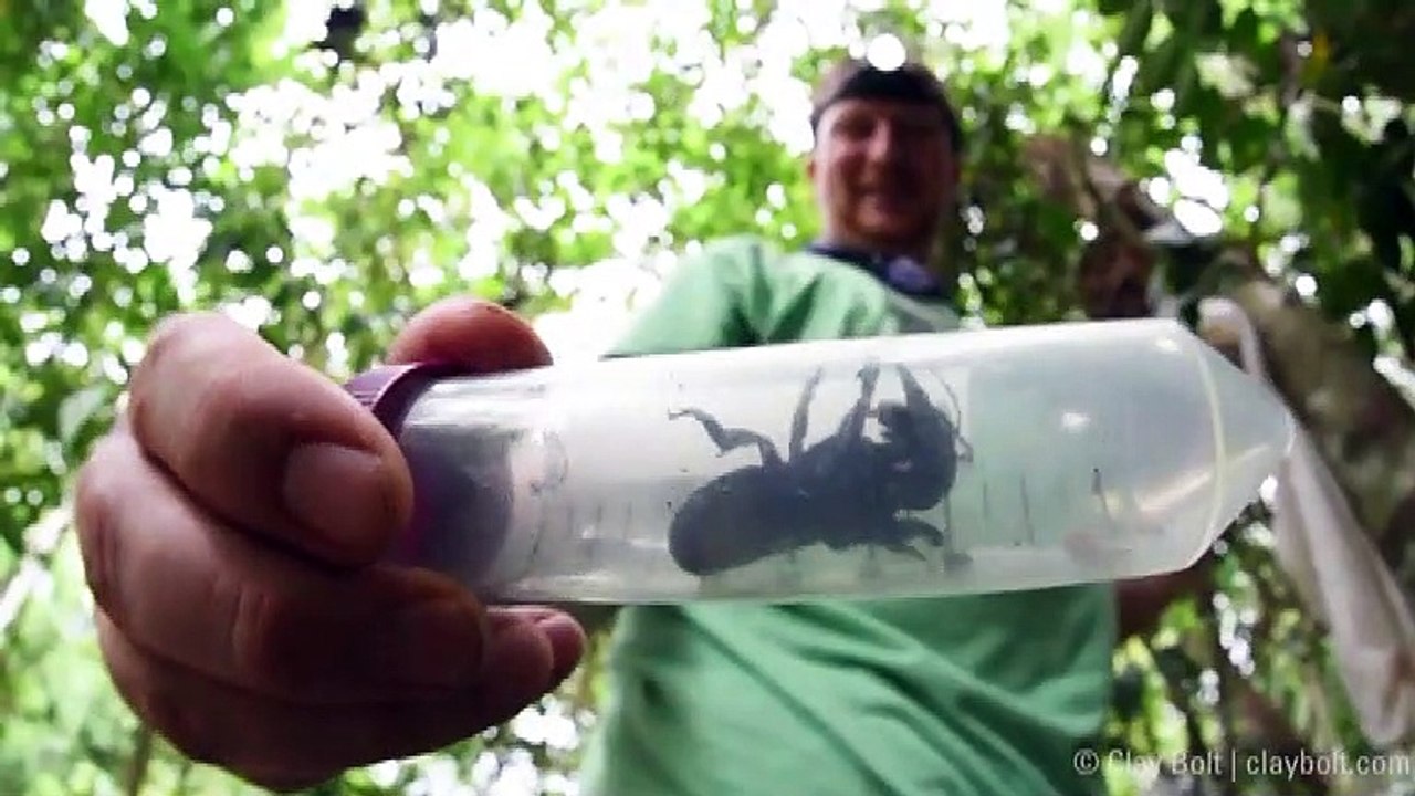 World’s Biggest Bee Rediscovered In Wild After 40 Years