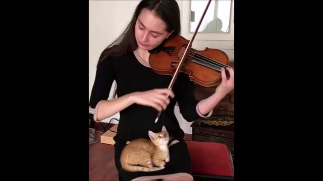 Ce chaton est complètement hypnotisé par la violoniste qui joue au-dessus de lui