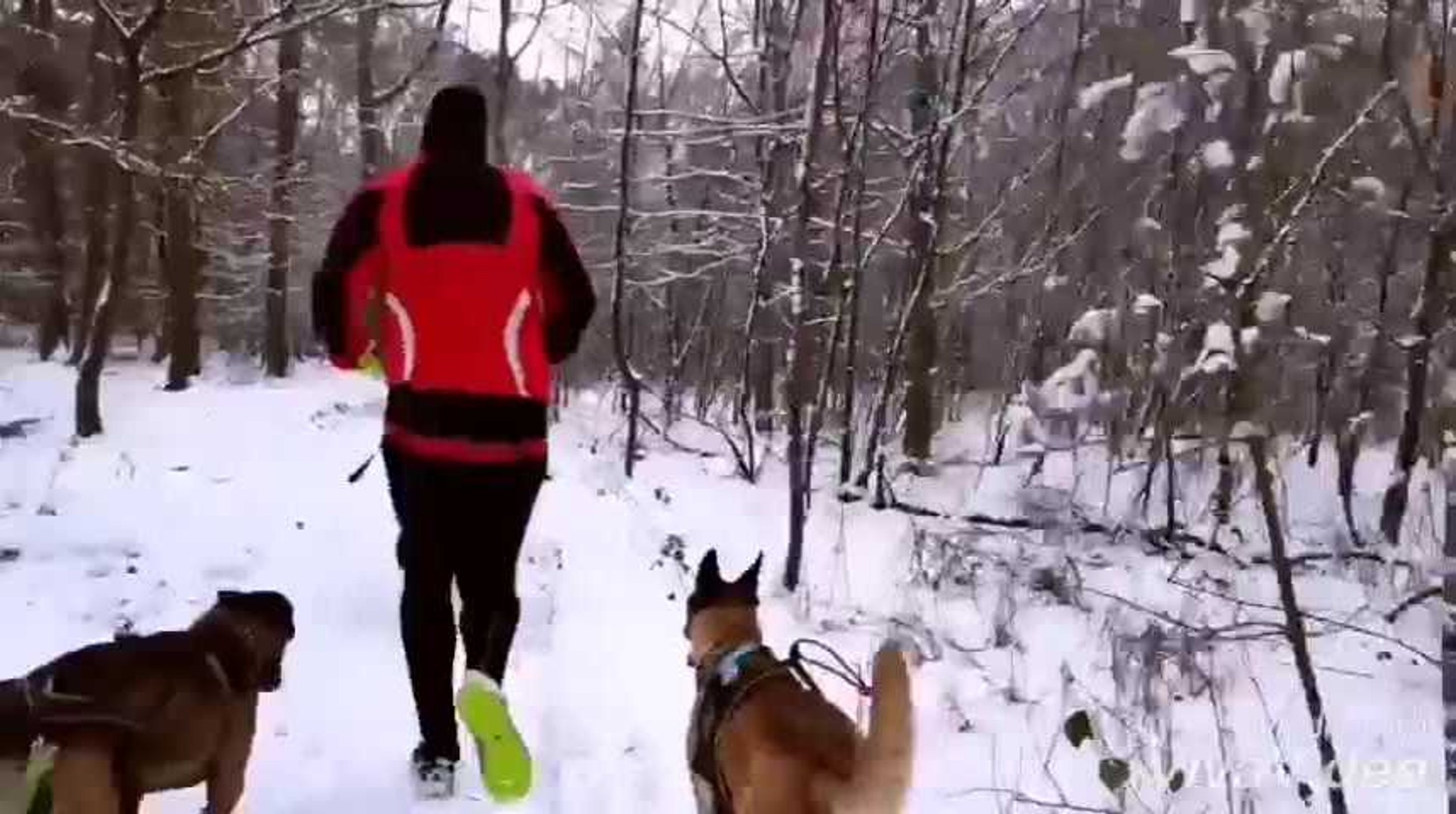 Démonstration De Canicross Dans La Neige