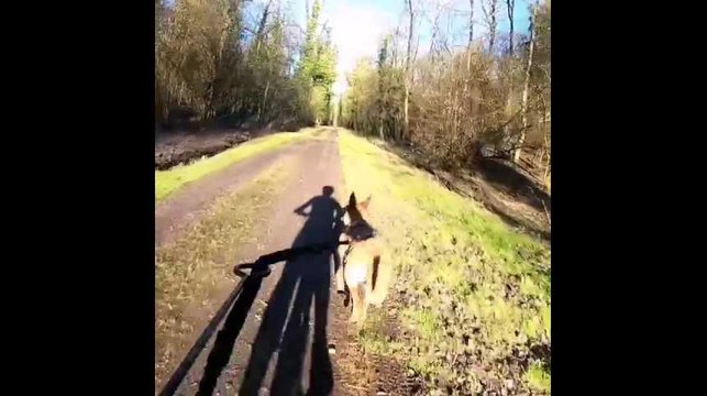 Démonstration de cani-VTT