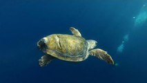 Napoli: aperto al pubblico il centro per la cura delle tartarughe marine