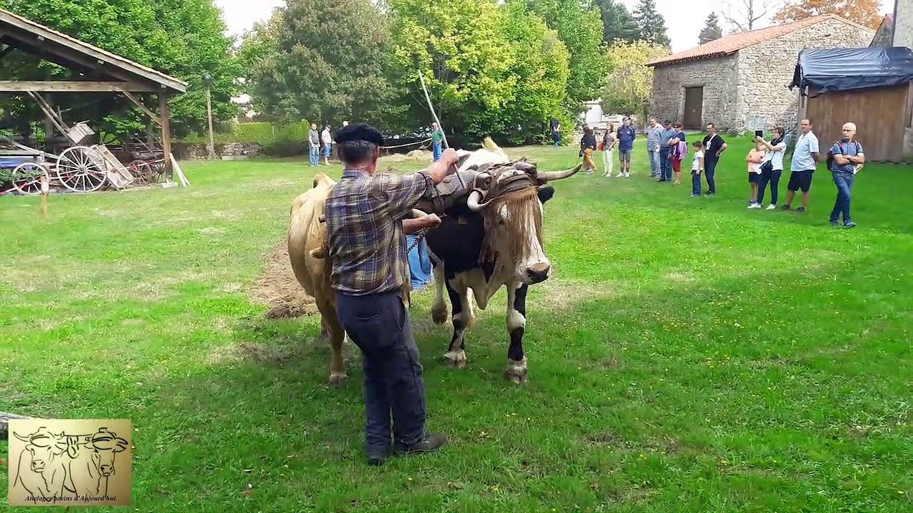 Labour avec un attelage bovin de Michel et Maryse Berne à l'écomusée des Monts du Forez d'Usson en Forez en septembre 20