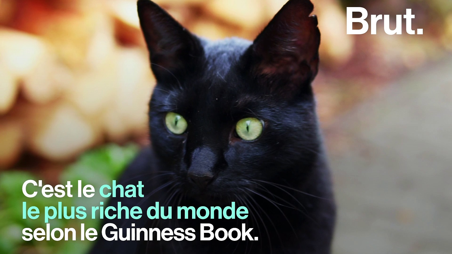 Ces Animaux Qui Heritent D Une Fortune Video Dailymotion