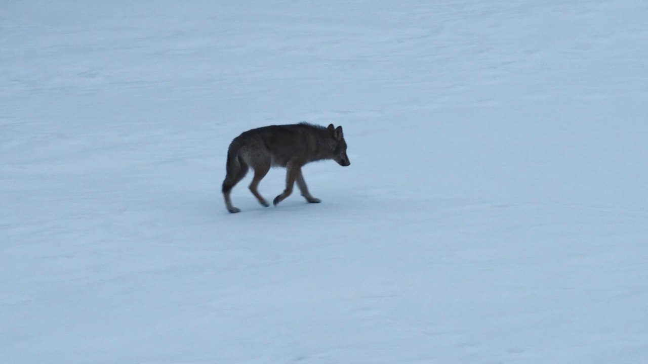 Teaser MARCHE AVEC LES LOUPS (sortie le 15 janvier 2020)