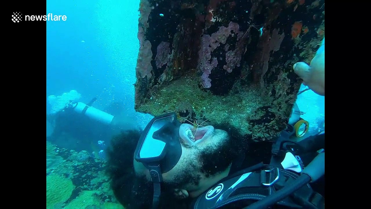 Ocean dentistry? Diver gets teeth brushing from cleaner shrimp