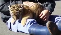 Cute Baby Tiger -  March 2019 - Adorable Tiger Cub