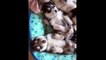 Cats and Dogs Funny Video Compilation | Cute Pets Doing Funny Moments March 2019