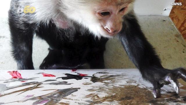 These Monkeys Benefit Twice from One Donation by Ricky Gervais