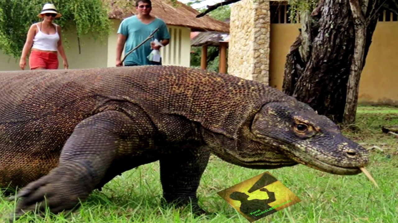 Komodo dragons batle -Batalha fez entre os dragões de KOMODO