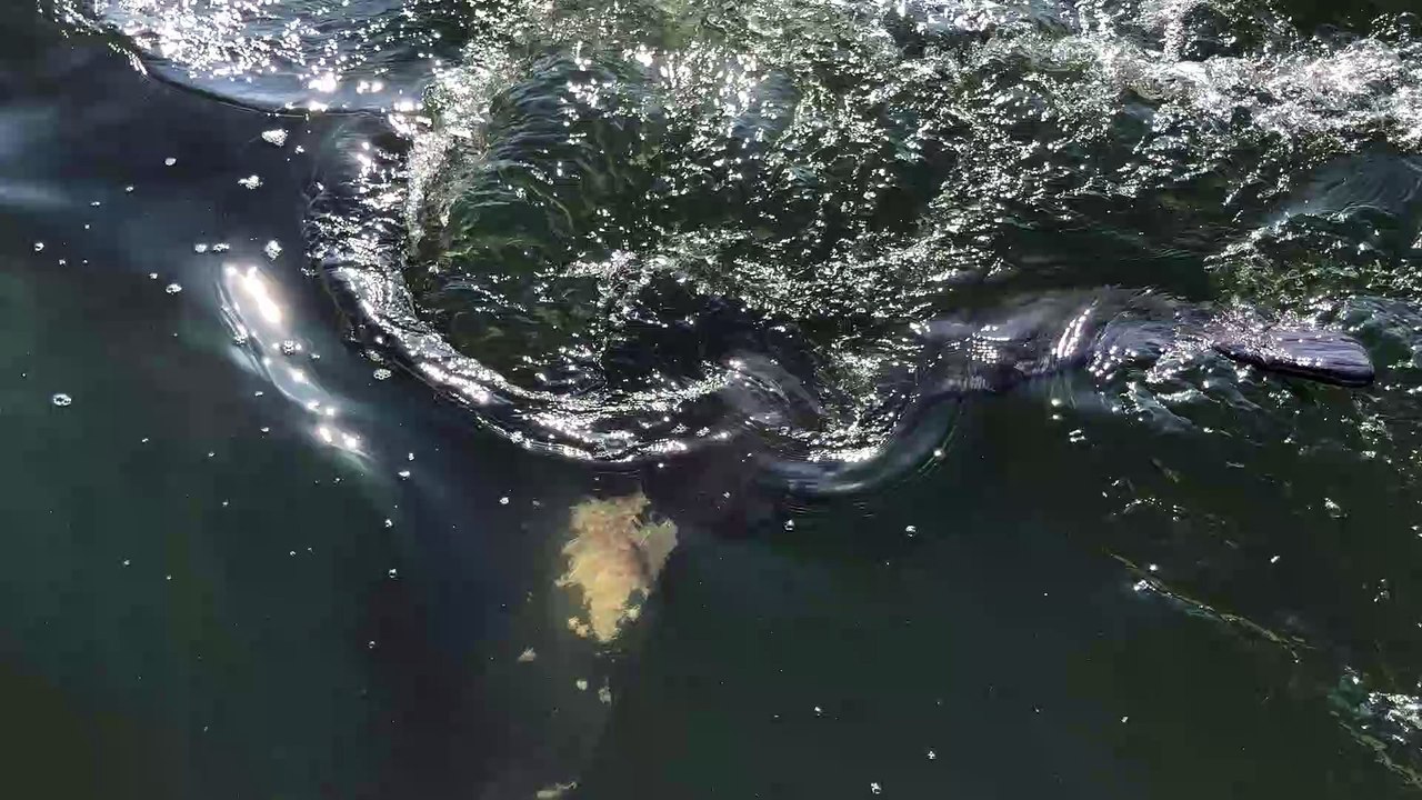 Fishing Trip Turns into Whale Watching Close Encounter