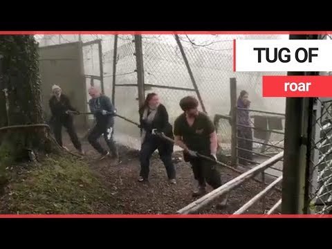 Owner of zoo hits back after petition to stop lion and tiger tug-of-war attraction | SWNS TV