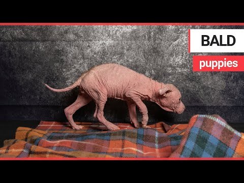 Adorable puppies who were left abandoned in a box outside the vets | SWNS TV