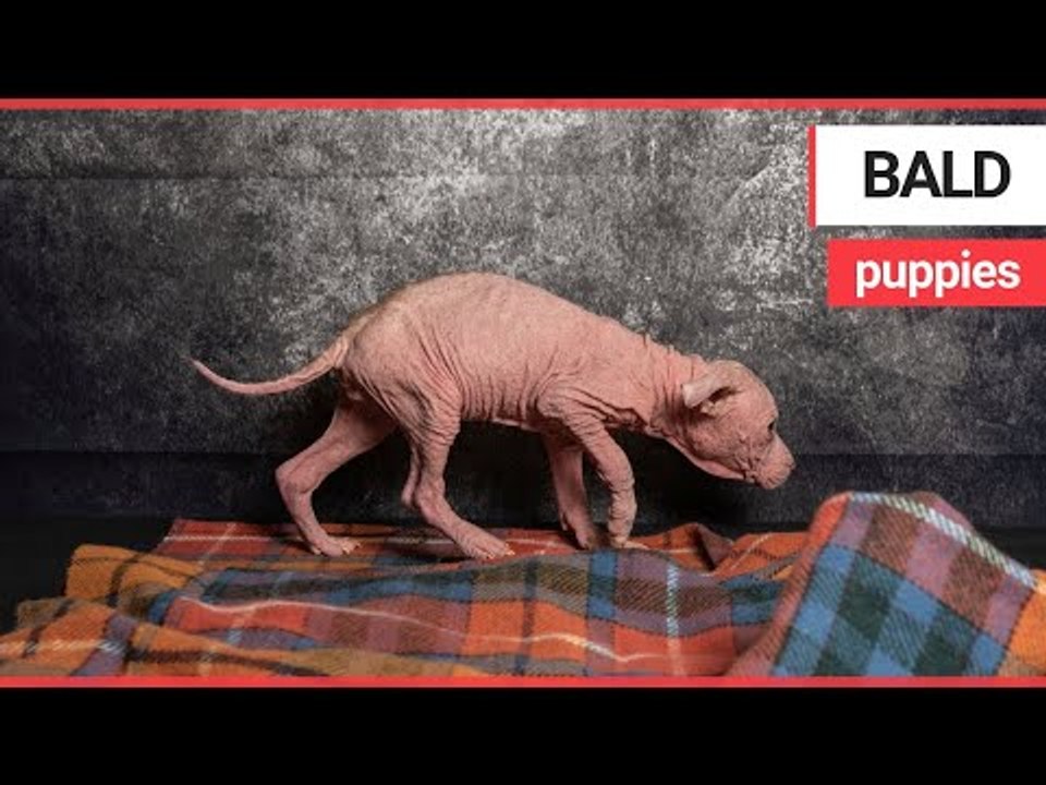 Adorable puppies who were left abandoned in a box outside the vets | SWNS TV