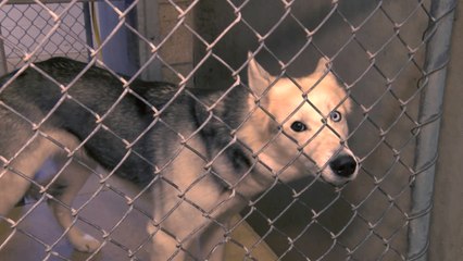 Angela Has Gone To The Dogs!