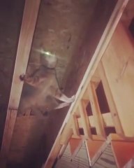 Ce chat est Spiderman ! Suspendu entre 2 poutres il avance dans le noir !