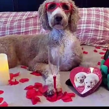 Saint valentin... espoir contre réalités illustrées avec un chien !