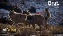 Comment les loups des Alpes survivent pendant l'hiver