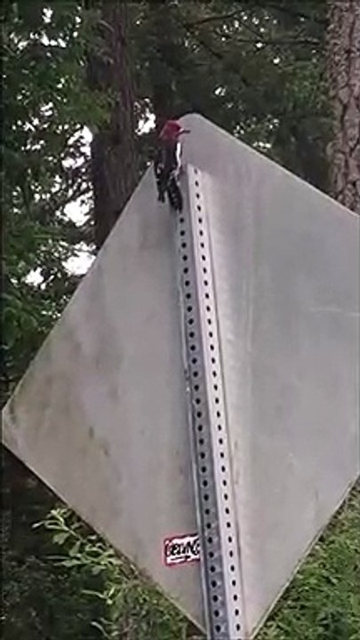 Cet oiseau idiot déteste les panneaux... Coup de bec