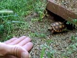 Cette petite tortue sort quand on l'appelle... Adorable
