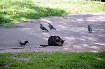 Des corbeaux embêtent un chat... Pas peureux
