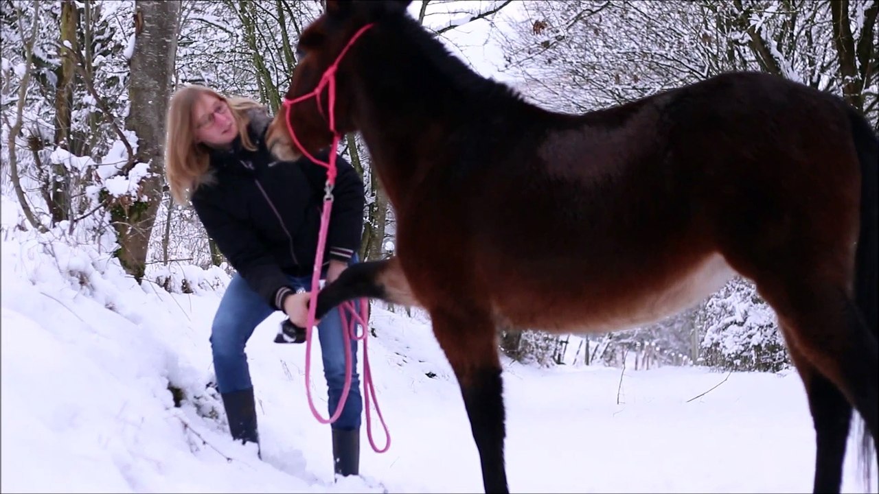 Tête de mule