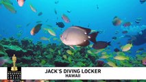 Jack's Diving Locker 2019