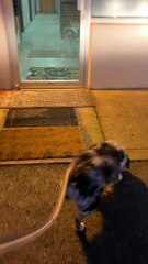 This Doggy Can't Contain Love For Daycare