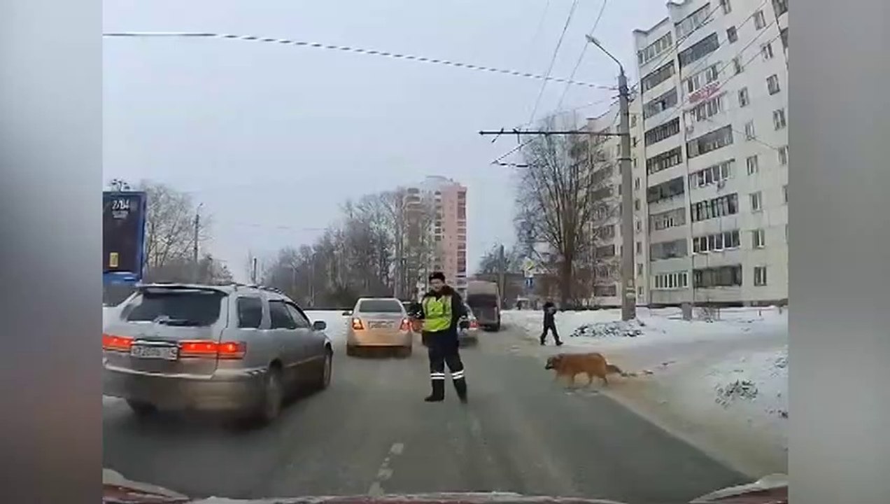 Un policier russe fait traverser un chien !