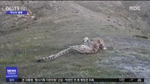 [이시각 세계] 멸종위기 '눈표범', 카메라에 포착