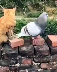 Gördüğüm en güzel kavga