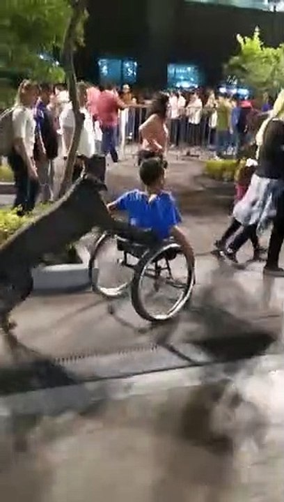 Un chien pousse un fauteuil roulant