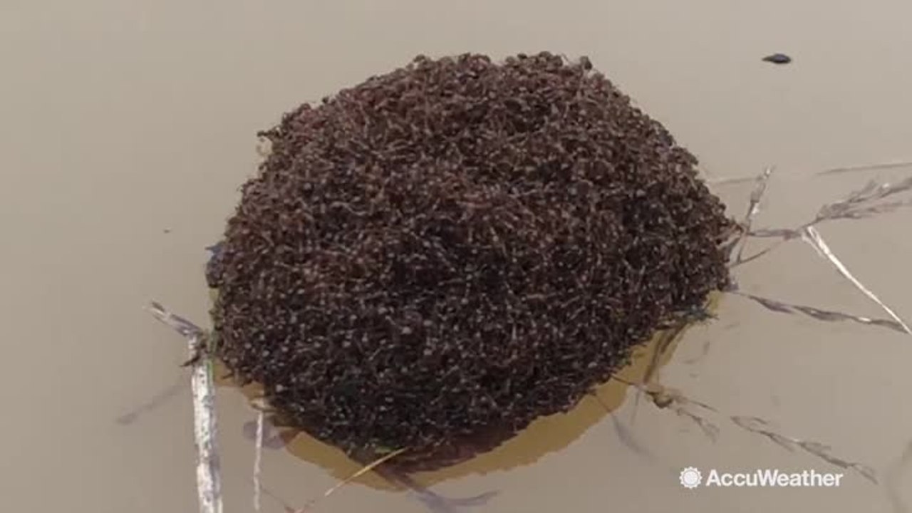Fire ants create living, breathing raft on floodwaters