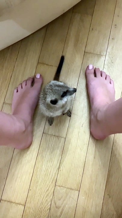 Meerkat Makes Heartwarming Cuddle Noises