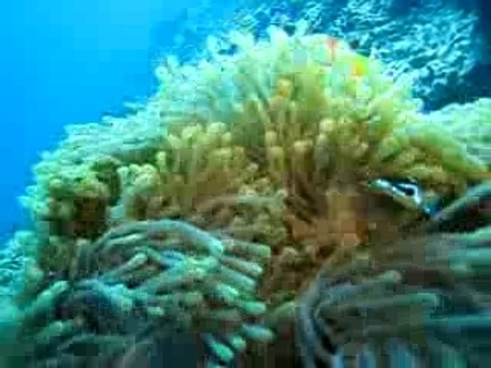 Embudu Poissons Clowns Anemone