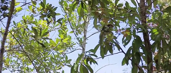 Cebu Canyoneering Adventure