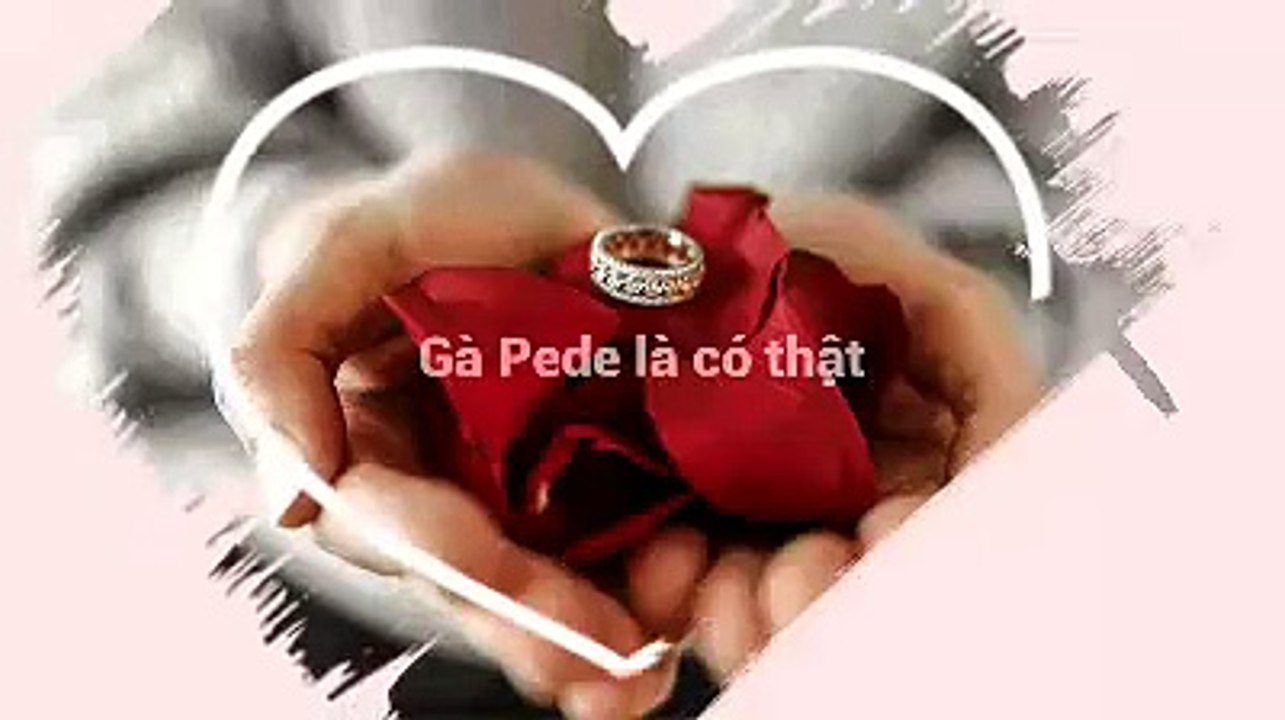 DTT- Gà pede là có thật ( Đá gà và cái kết)