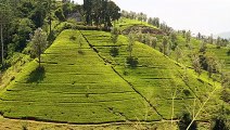 Lush Tea Field in Sri Lanka　大迎卓也