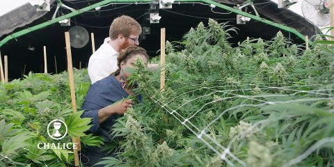 CHALICE TV - Bobsled Farms (Part 3)