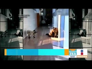 ¡Ataque ninja! Así es como estos hermosos gatitos se enfrentan en una batalla | Francisco Zea