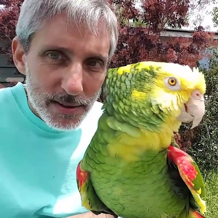 Amazing video of talking in between human and parrot...