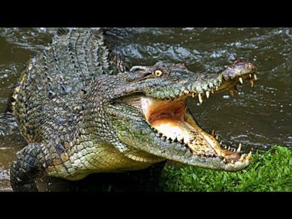 Amigo rescata celular que cayó en una jaula de cocodrilo | Qué importa