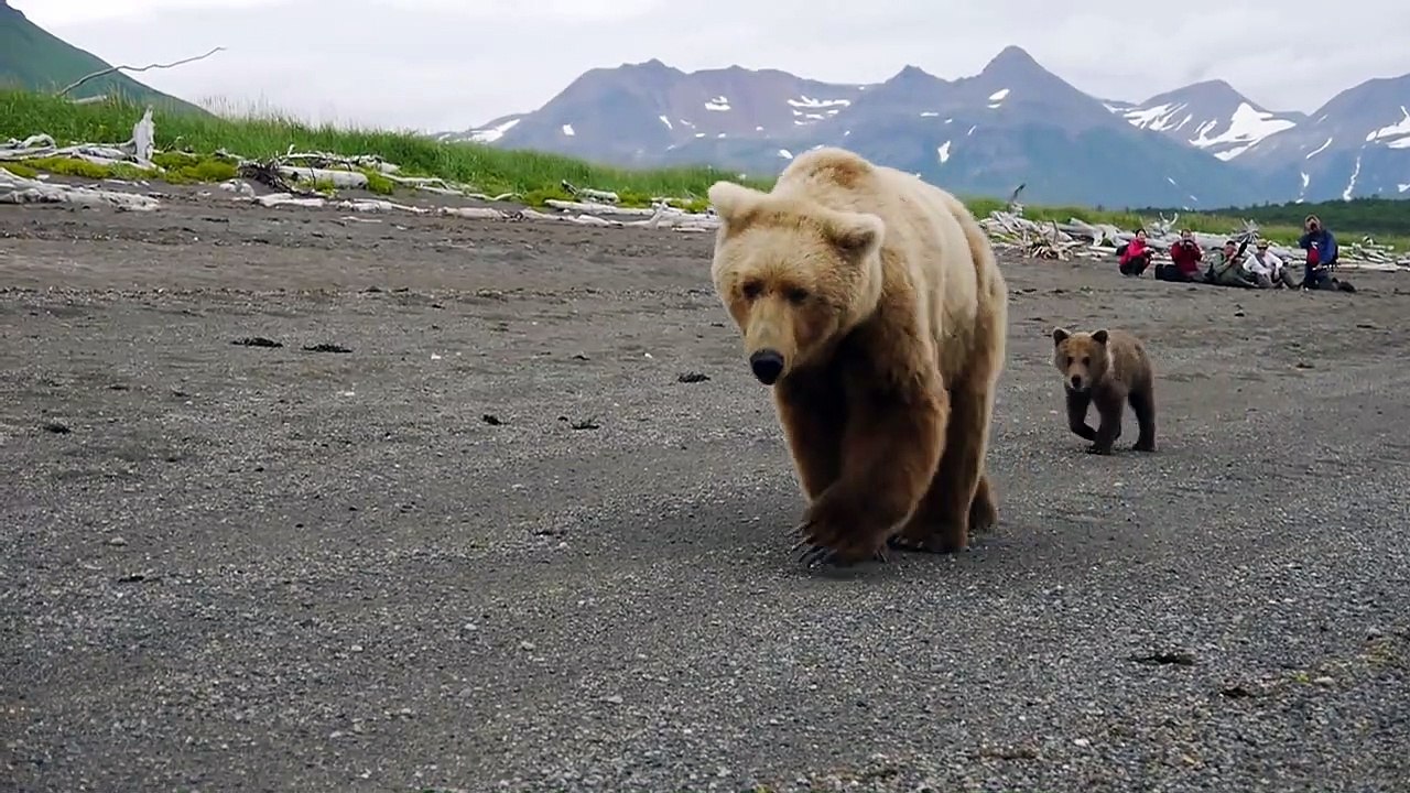 Impressionnant : ces touristes croisent un énorme ours accompagné de ses petits