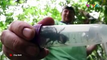Lebah Terbesar di Dunia Ditemukan di Indonesia