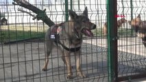 Edirne Kapıkule'nin Narkotik Köpekleri, 1 Ayda 122 Milyon Liralık Uyuşturucu Buldu