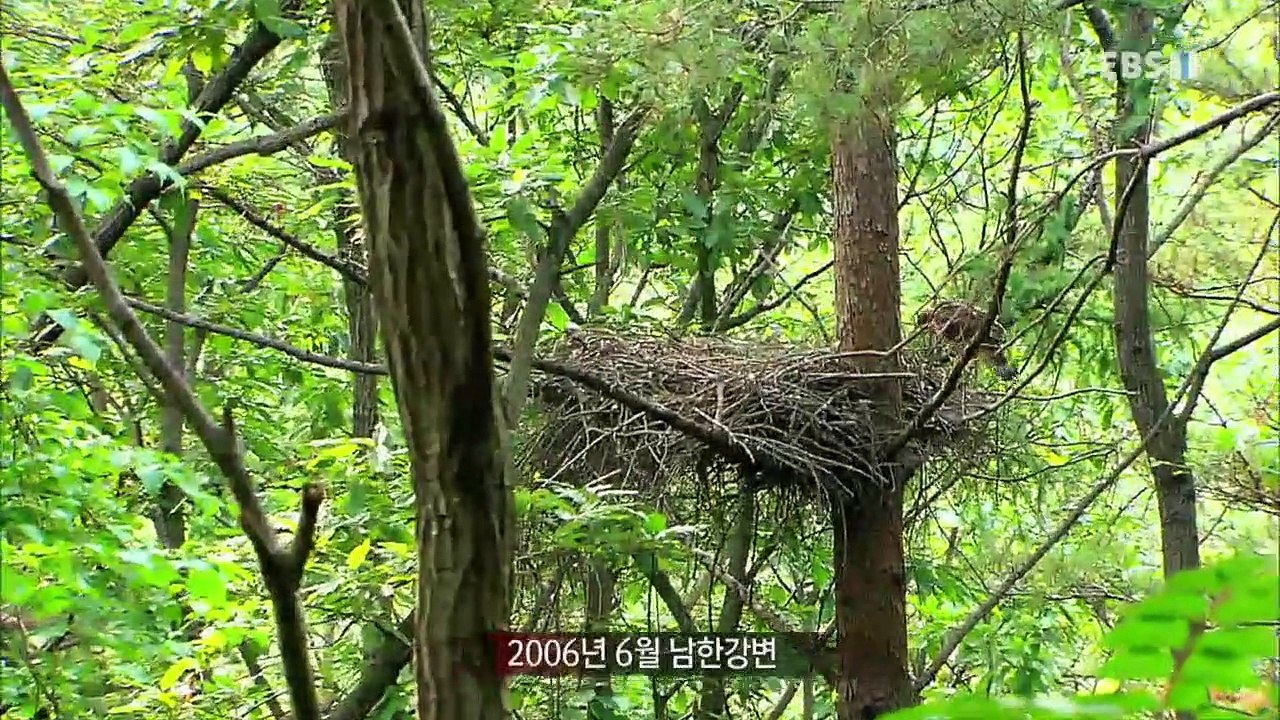 EBS 다큐프라임 - Docuprime_[바람의 혼, 참매]_#001