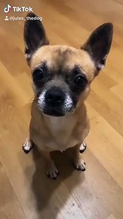 Les chiens sont fous des croquettes CoolPet