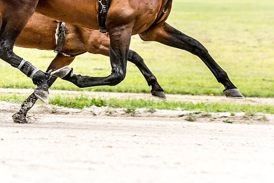 Assouplissement des allures au trot