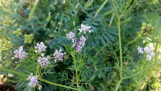 How to Honey Bee collecting honey in the flowers. Comment Honey Bee collecte le miel dans les fleurs.