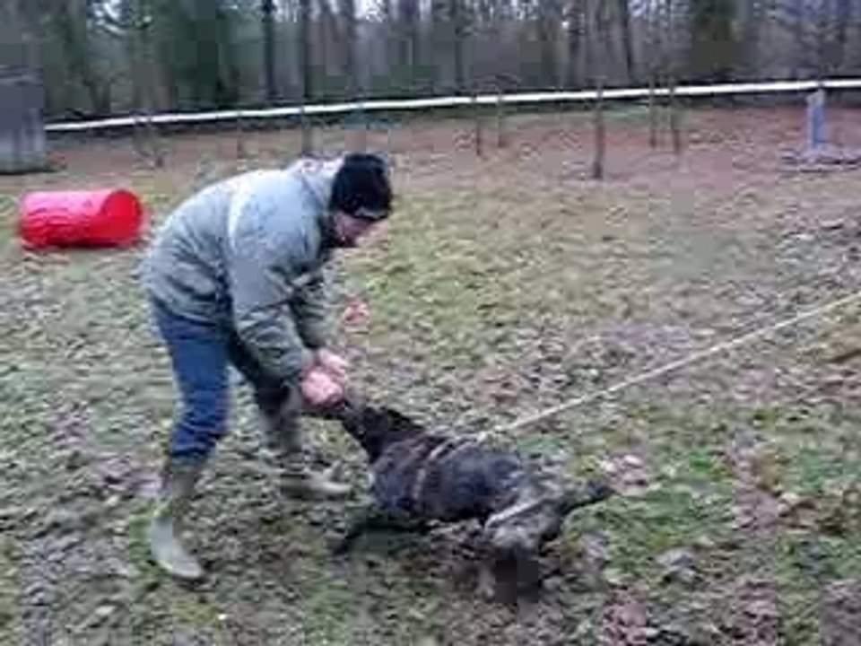 Entrainement de CERDAN à 5 mois